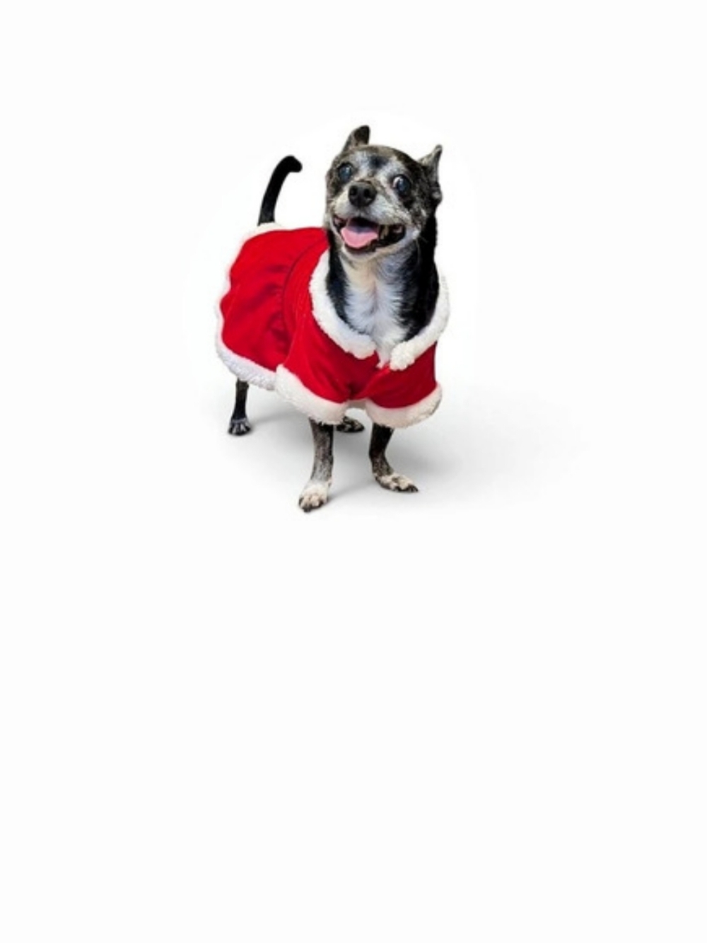 Santa Dog Costume in Red